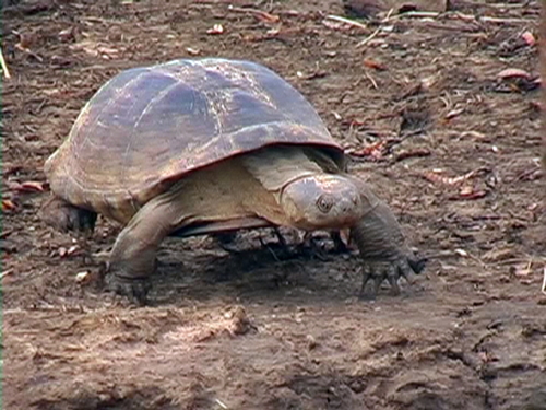 West African Mud Turtle
