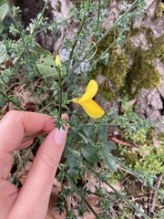 Cytisus scoparius