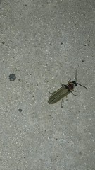 Photinus signaticollis