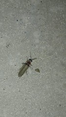 Photinus signaticollis