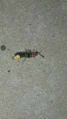 Photinus signaticollis