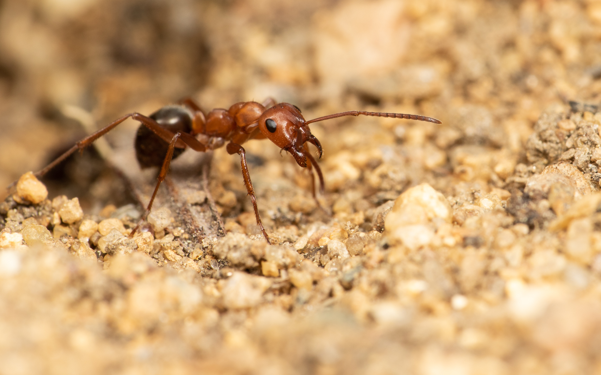 Formica pergandei