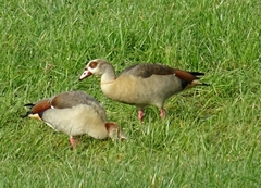 Alopochen aegyptiaca