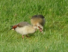 Alopochen aegyptiaca