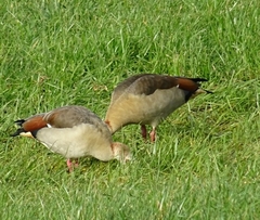 Alopochen aegyptiaca