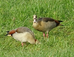 Alopochen aegyptiaca