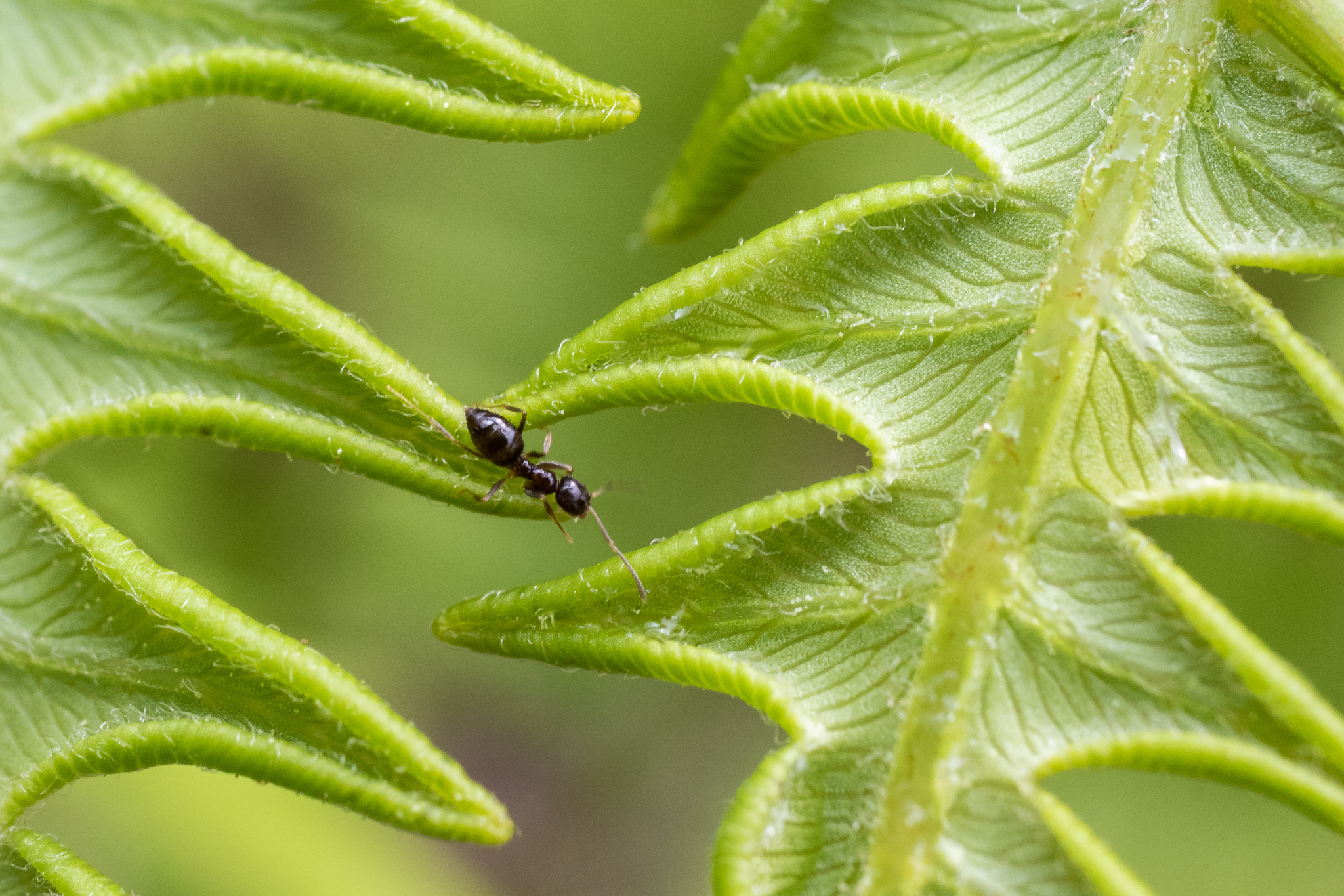 Nylanderia parvula