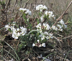 Noccaea macrantha
