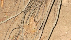 Rana pseudodalmatina