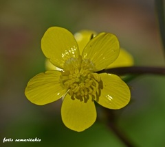 Ranunculus velutinus