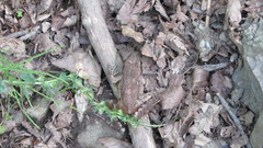 Rana pseudodalmatina