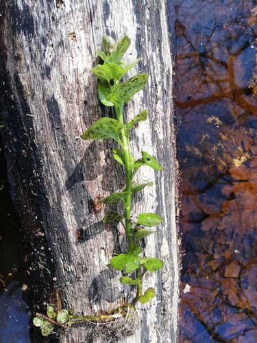 Watermint