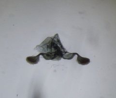 Grapholita angleseana