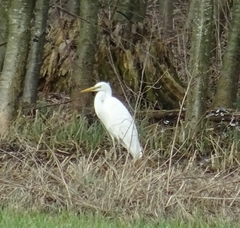 Ardea alba