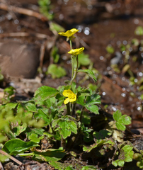 Ranunculus velutinus