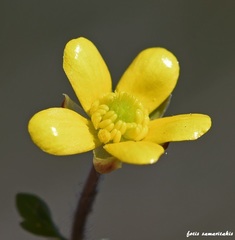 Ranunculus veronicae