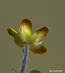 Ranunculus veronicae