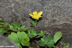 Ranunculus veronicae