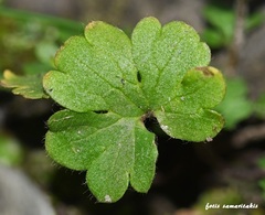 Ranunculus veronicae