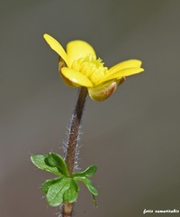 Ranunculus veronicae