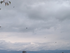 Patagioenas fasciata