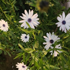 Dimorphotheca pluvialis