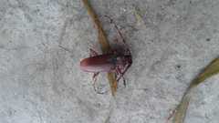 Deretrachys pellitus