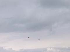 Patagioenas fasciata