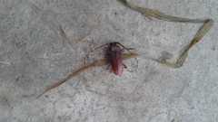 Deretrachys pellitus