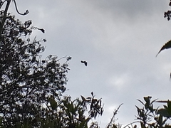 Patagioenas fasciata