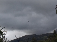 Patagioenas fasciata