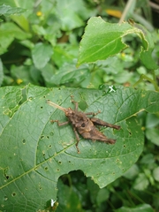 Pycnosarcus atavus