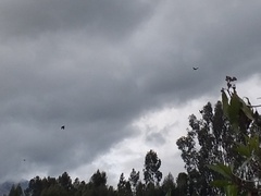 Patagioenas fasciata