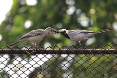 Motacilla alba