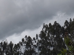 Patagioenas fasciata