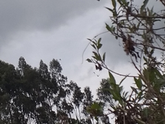 Patagioenas fasciata