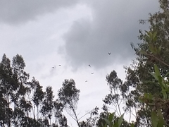 Patagioenas fasciata