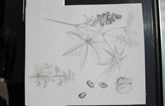 Ricinus communis