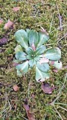 Bellis perennis