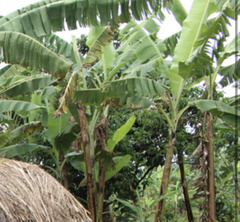 Musa acuminata
