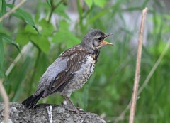 Turdus pilaris