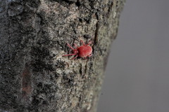 Allothrombium fuliginosum