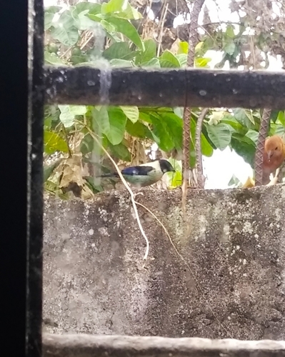 Black-headed Tanager (Stilpnia cyanoptera), photo 7