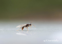 Myrmica ruginodis