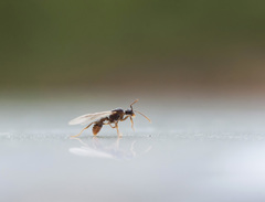 Myrmica ruginodis