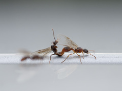 Myrmica ruginodis