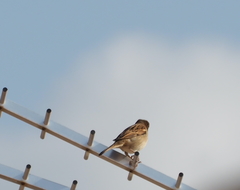 Passer domesticus