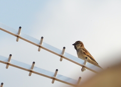 Passer domesticus