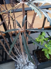 Plerandra elegantissima
