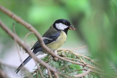 Parus major